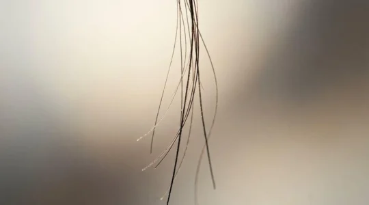 Vue macro détaillée de cheveux masculins fins illustrant la science des shampoings densifiants